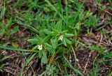 Buglossoides rochelii. Верхушки цветущих растений. Калмыкия, Целинный р-н, окр. пос. Хар-Булук, памятник природы \"Одинокий тополь\", степь. 19.04.2021.