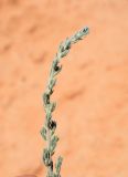 Sedobassia sedoides