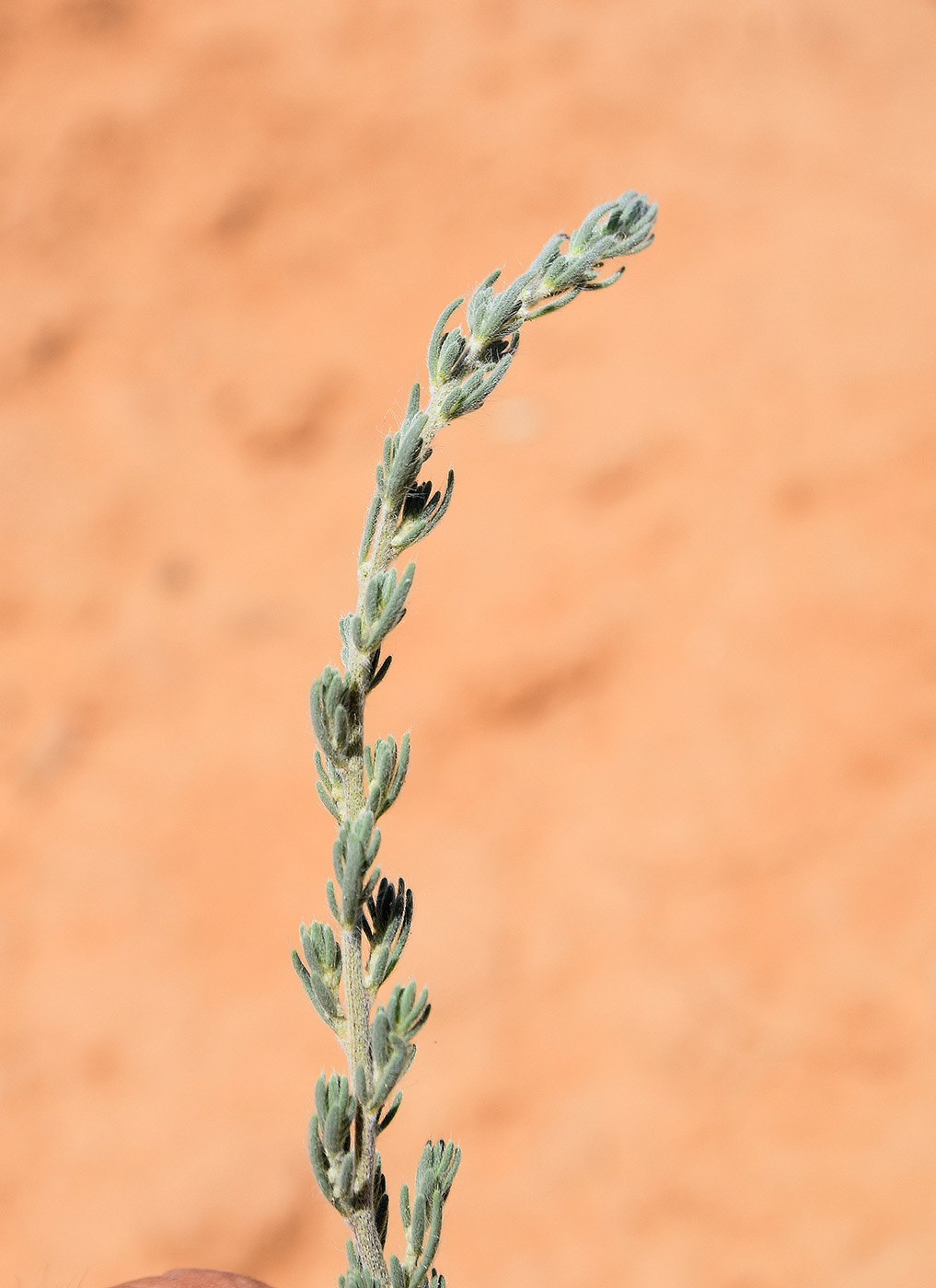 Image of Sedobassia sedoides specimen.