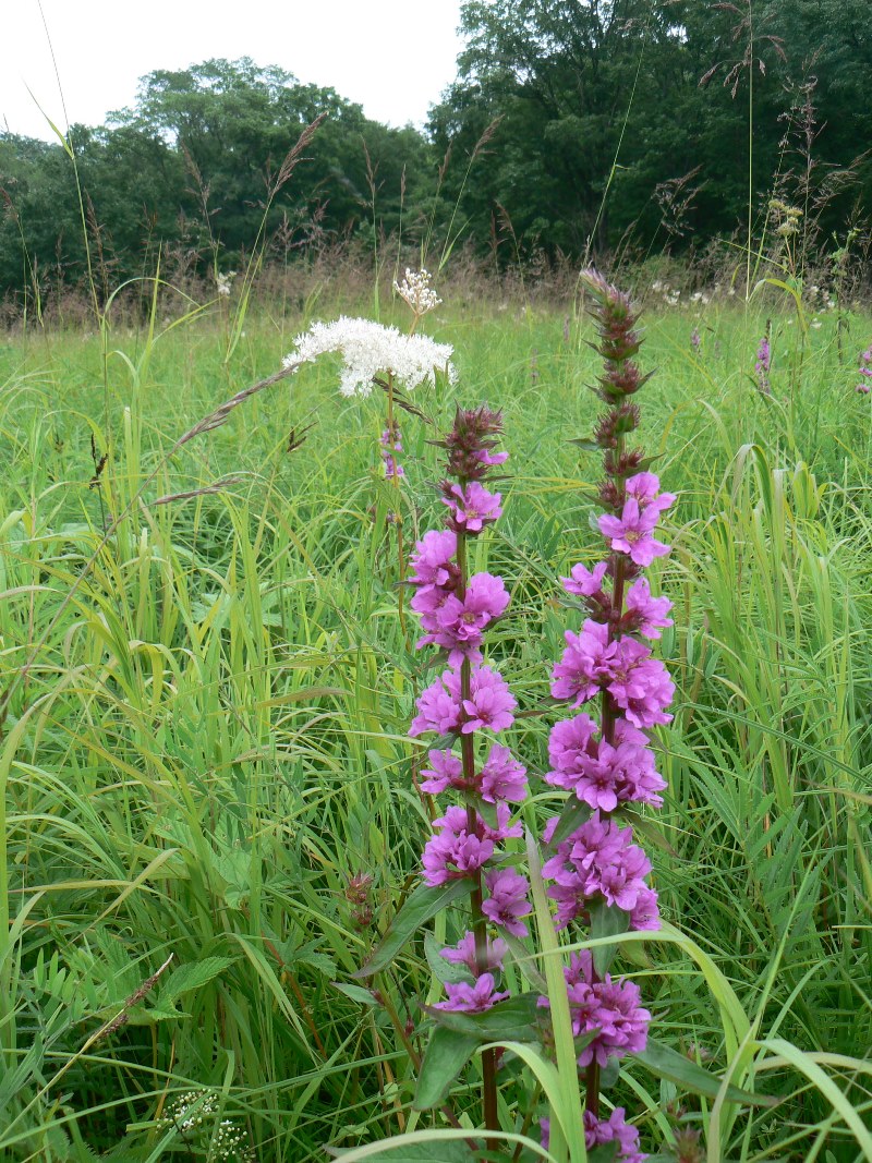 Изображение особи Lythrum salicaria.