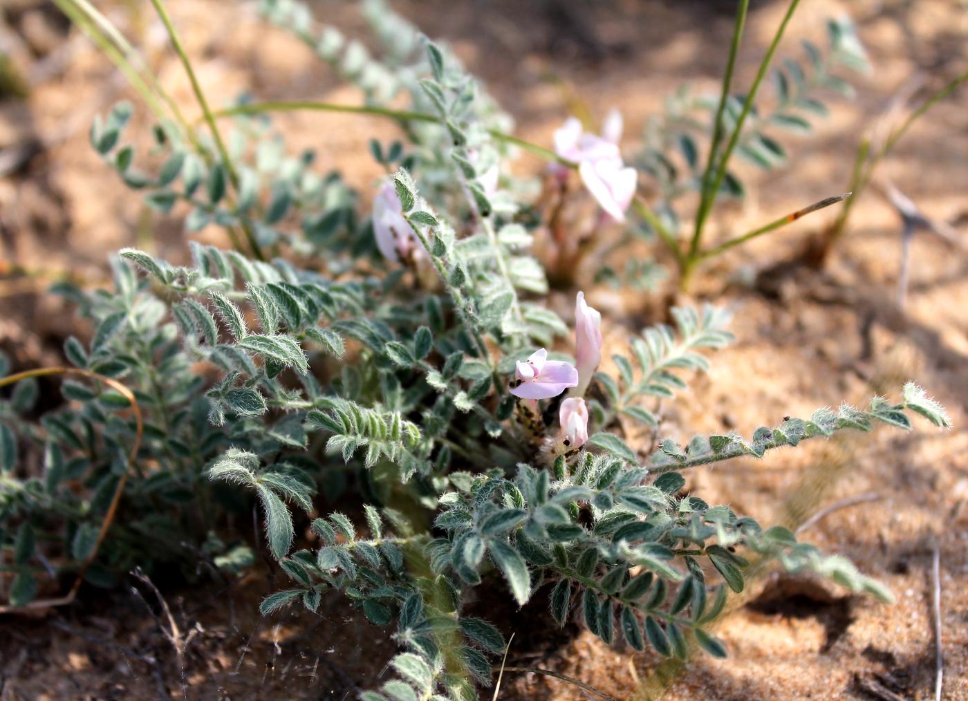Image of Astragalus dolichophyllus specimen.
