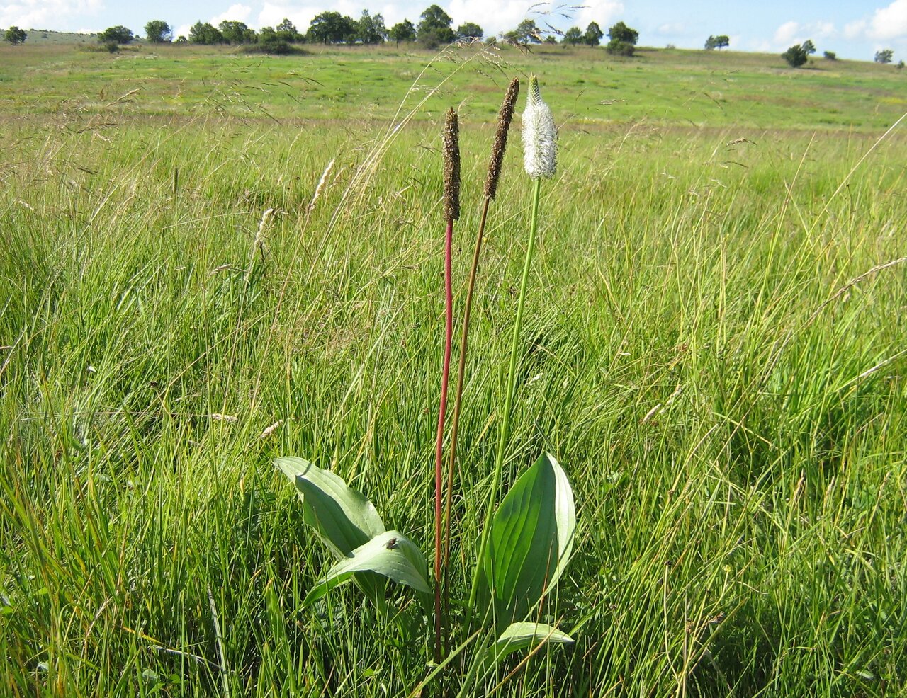 Image of Plantago maxima specimen.