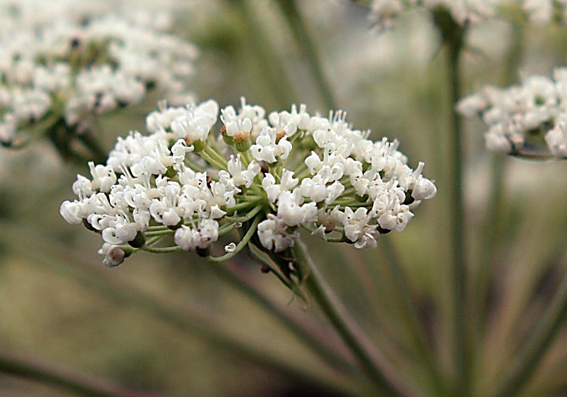 Image of Angelica dahurica specimen.