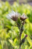 Cirsium vulgare. Верхушка плодоносящего растения. Ленинградская обл., Выборгский р-н, Финский залив, о-в Вихревой, злаковая луговина на скале. 09.08.2020.