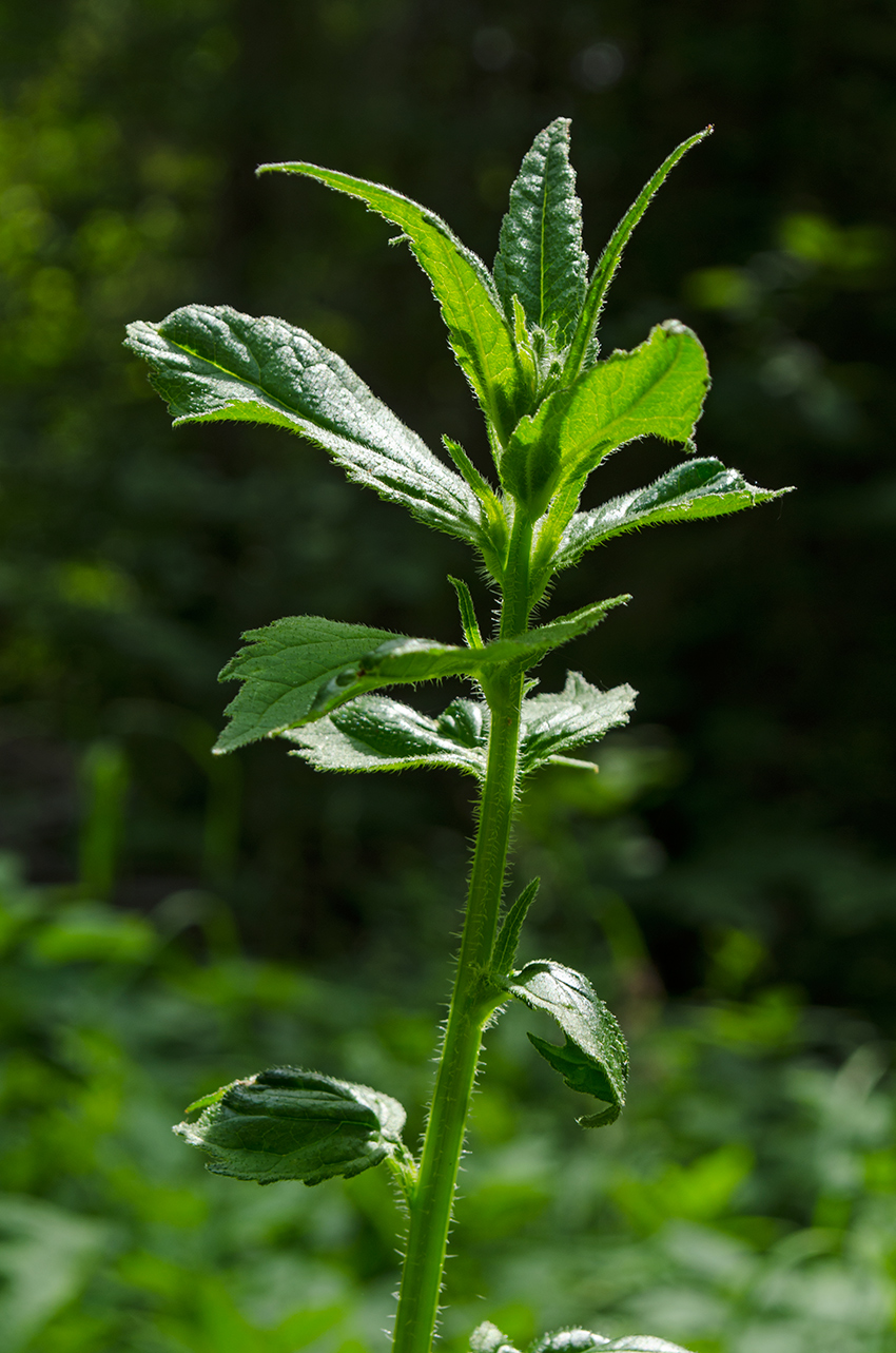 Image of Campanula trachelium specimen.