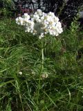 Achillea impatiens. Верхушка цветущего растения. Магаданская обл., окр. г. Магадан, 6 км основной трассы, разнотравная поляна у дороги. 30.07.2021.