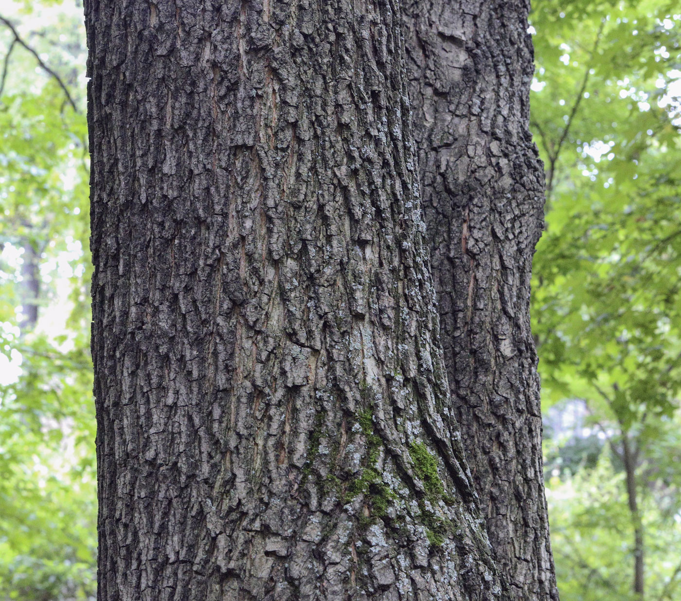 Image of Acer campestre specimen.