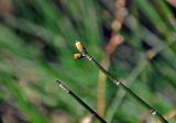 Equisetum hyemale