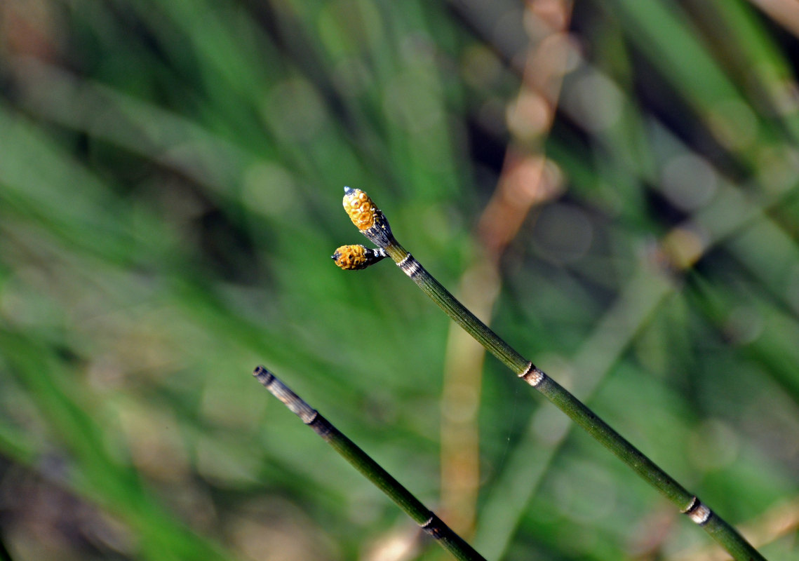 Изображение особи Equisetum hyemale.