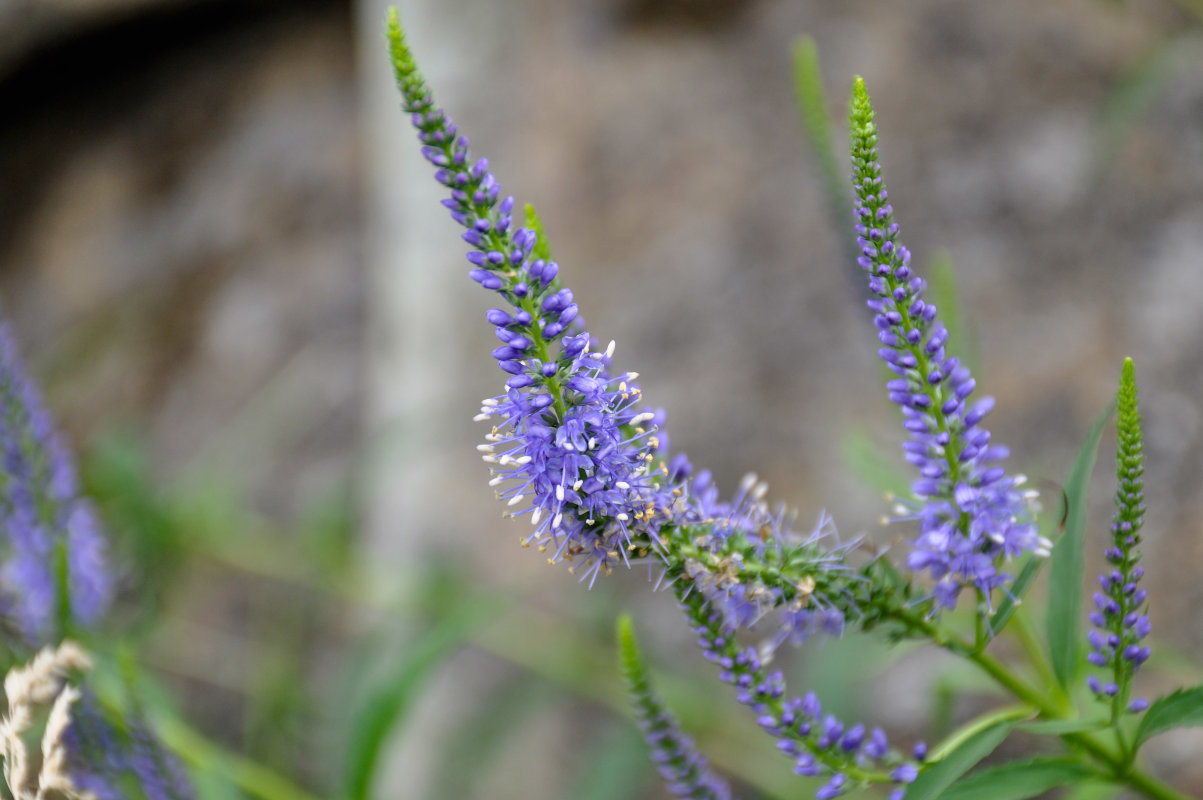 Изображение особи Veronica longifolia.