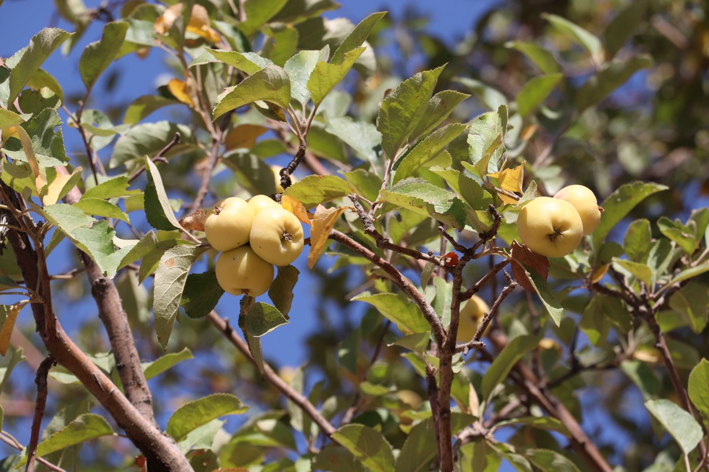 Image of Malus sieversii specimen.