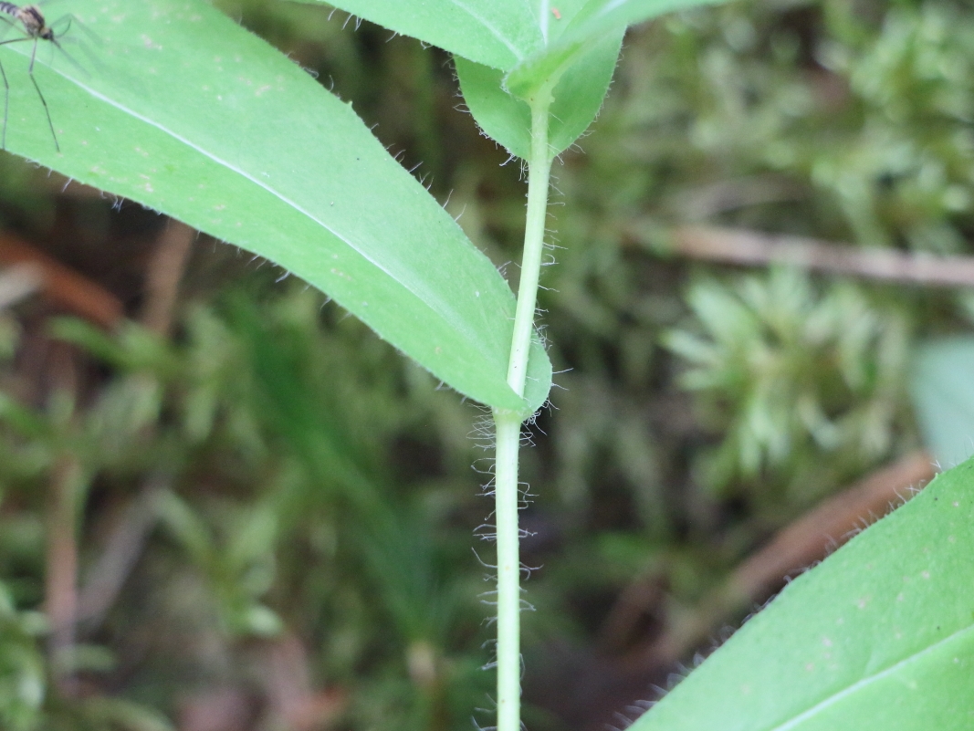 Image of Hieracium tunguskanum specimen.