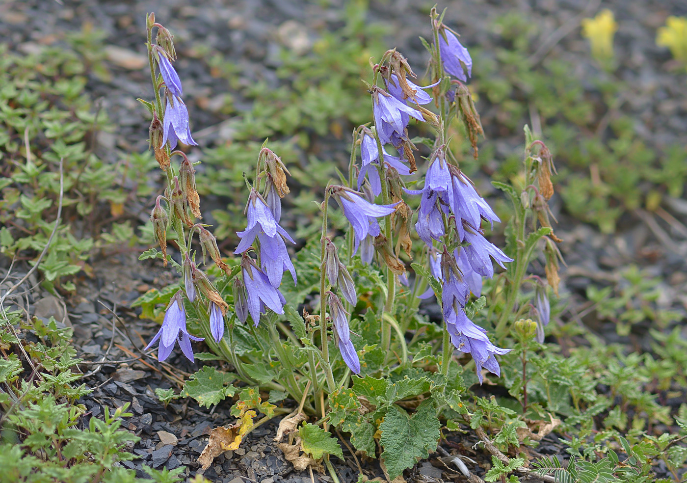 Изображение особи Campanula sarmatica.