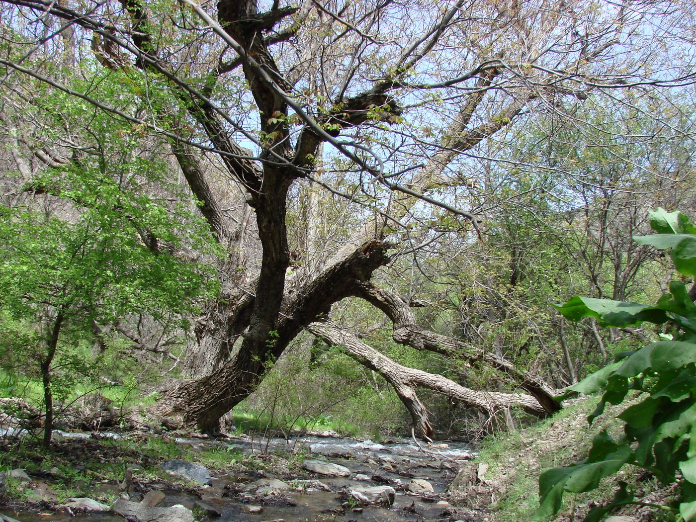 Изображение особи Juglans regia.