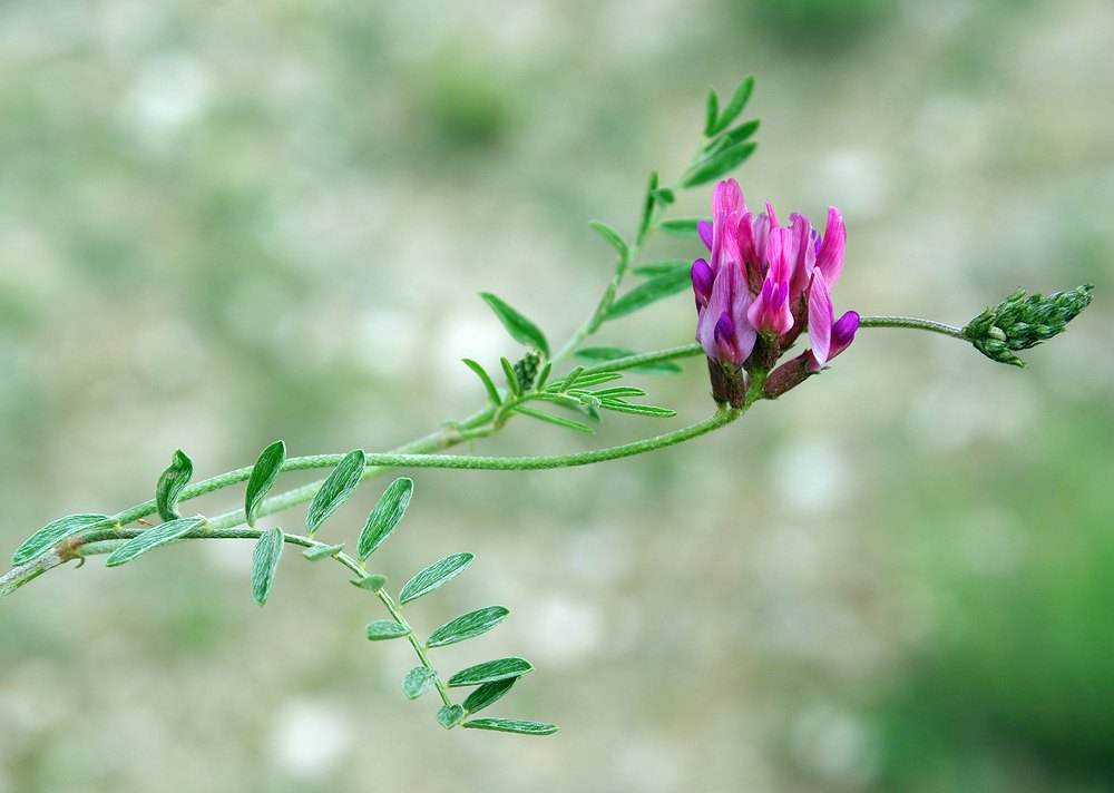 Изображение особи род Astragalus.