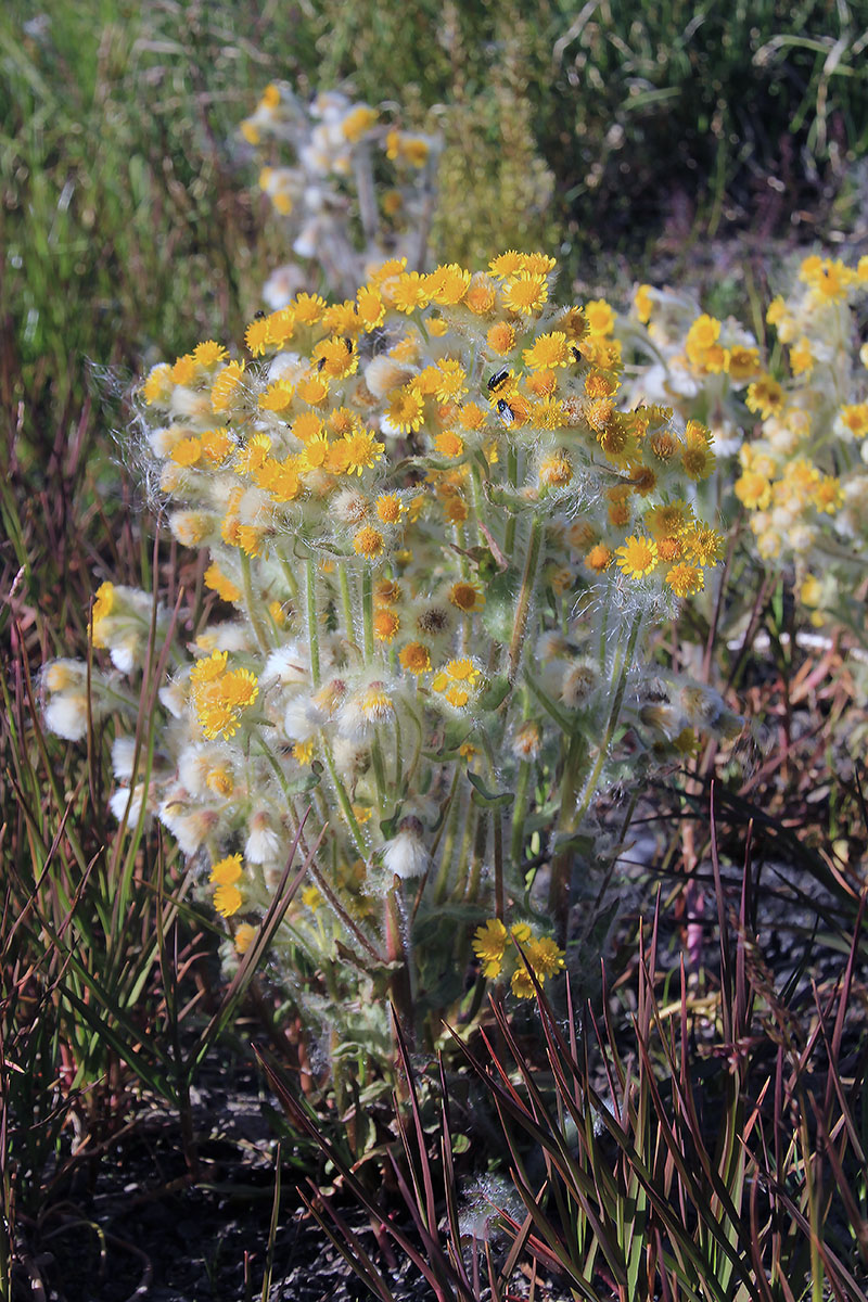 Изображение особи Tephroseris palustris.