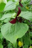 Trillium sulcatum. Цветок и лист. Москва, филиал Ботсада МГУ \"Аптекарский огород\", теневой сад, в культуре. 10.05.2022.