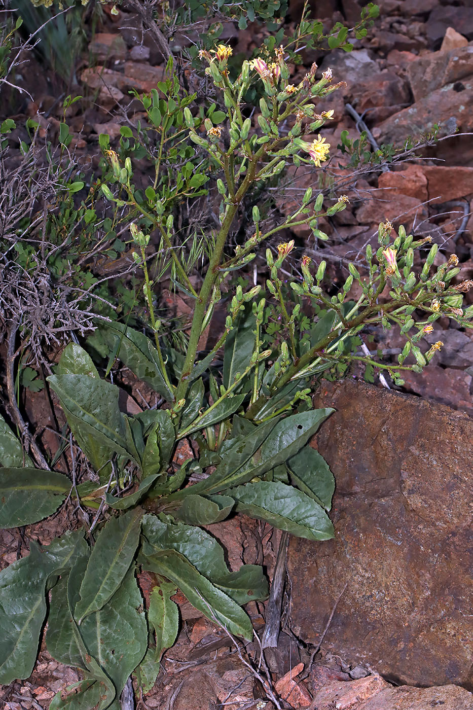 Image of Steptorhamphus crassicaulis specimen.