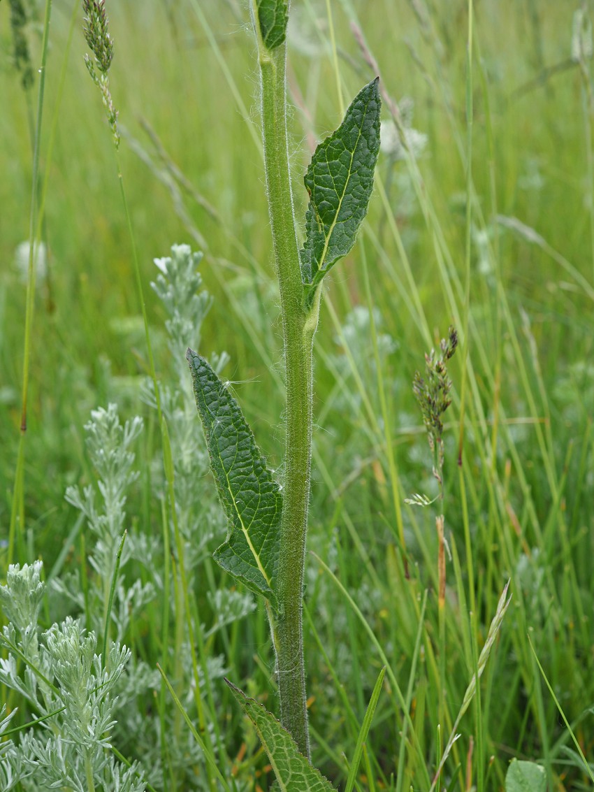 Image of Verbascum phoeniceum specimen.