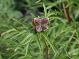 Paeonia hybrida