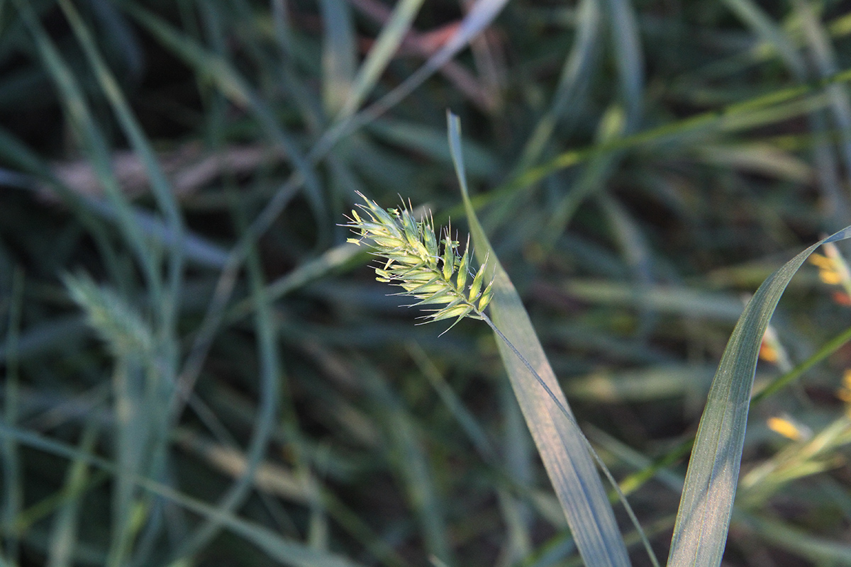 Изображение особи род Agropyron.