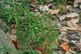 Solanum pseudocapsicum. Плодоносящее растение. Республика Абхазия, г. Сухум. 22.08.2009.