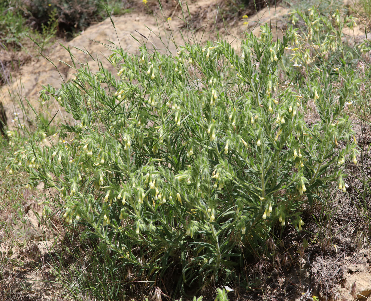 Image of Onosma microcarpa specimen.