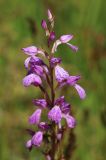 Dactylorhiza iberica. Соцветие. Горный Крым, Главная гряда, ручей Суат, влажная луговина. 15 июля 2022 г.