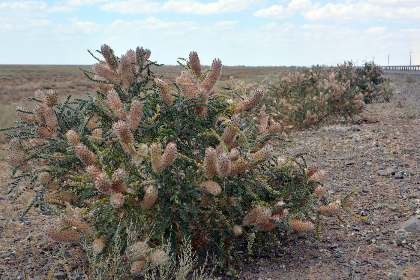 Изображение особи Astragalus alopecias.