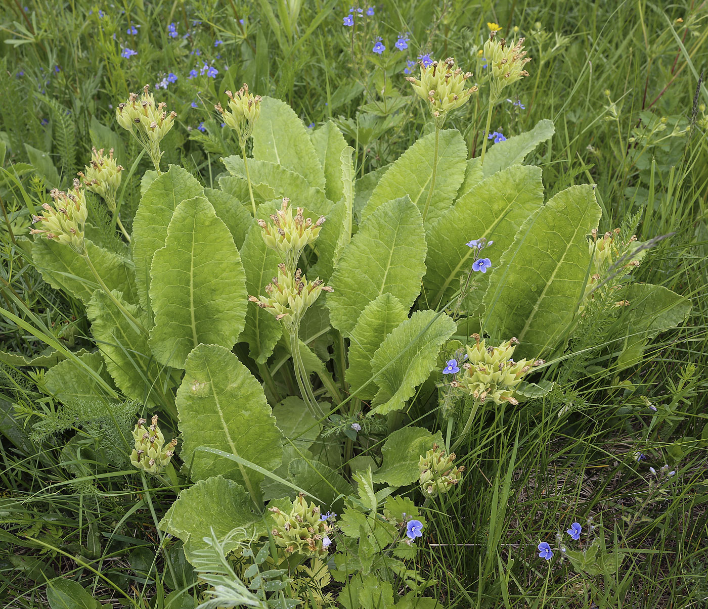 Image of Primula veris specimen.