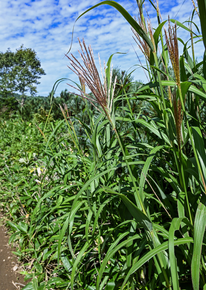 Изображение особи Miscanthus sinensis.