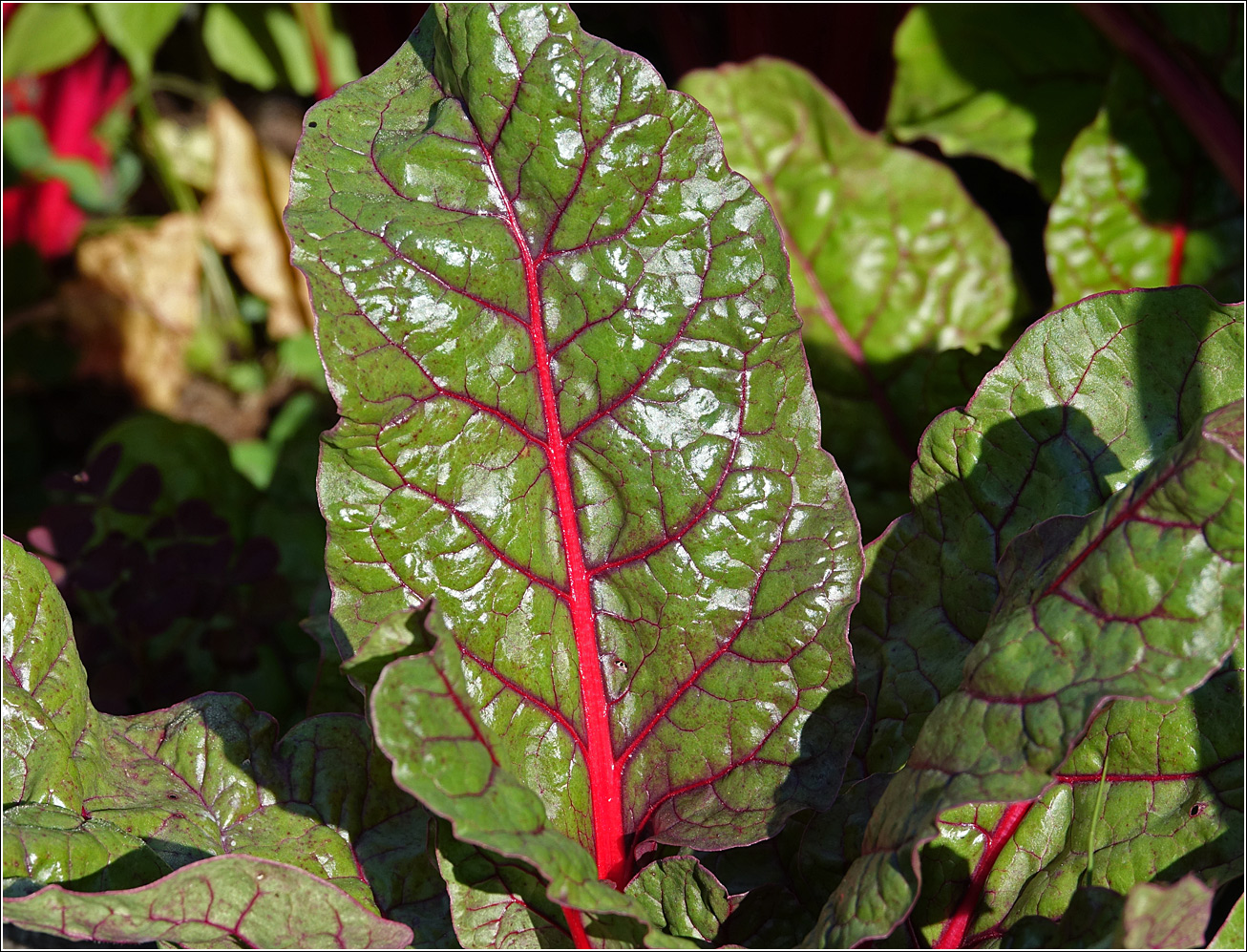 Image of Beta vulgaris ssp. cicla specimen.