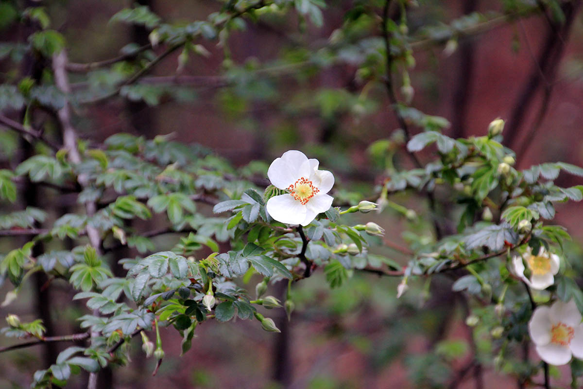 Image of Rosa sericea specimen.