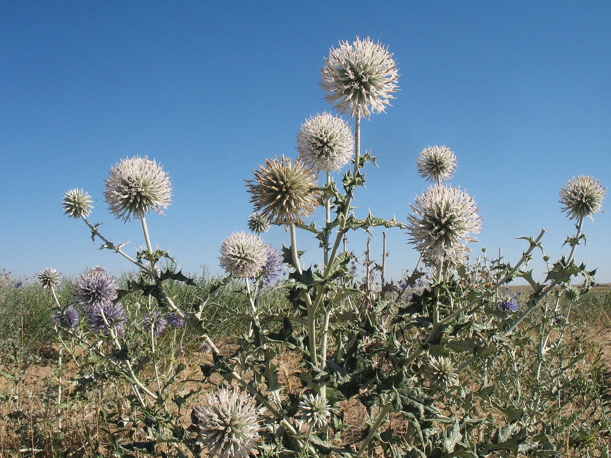 Изображение особи Echinops albicaulis.