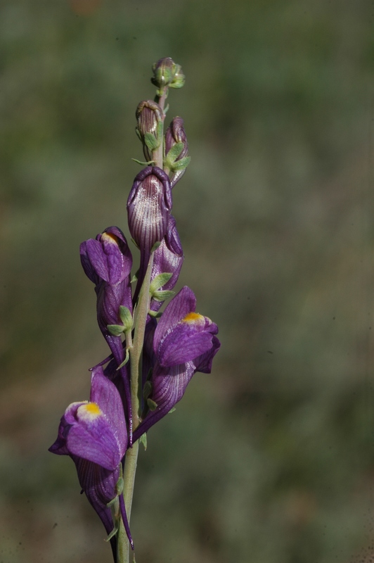 Изображение особи Linaria transiliensis.