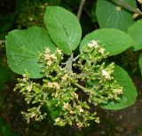 Viburnum lantana