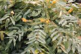 Mahonia japonica. Побег с соцветиями и соплодиями. Китай, провинция Юньнань, нац. парк \"Шилинь\". 06.03.2017.