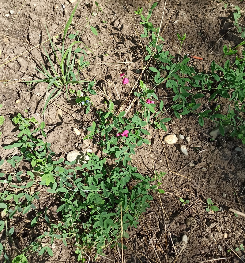 Изображение особи Lathyrus tuberosus.