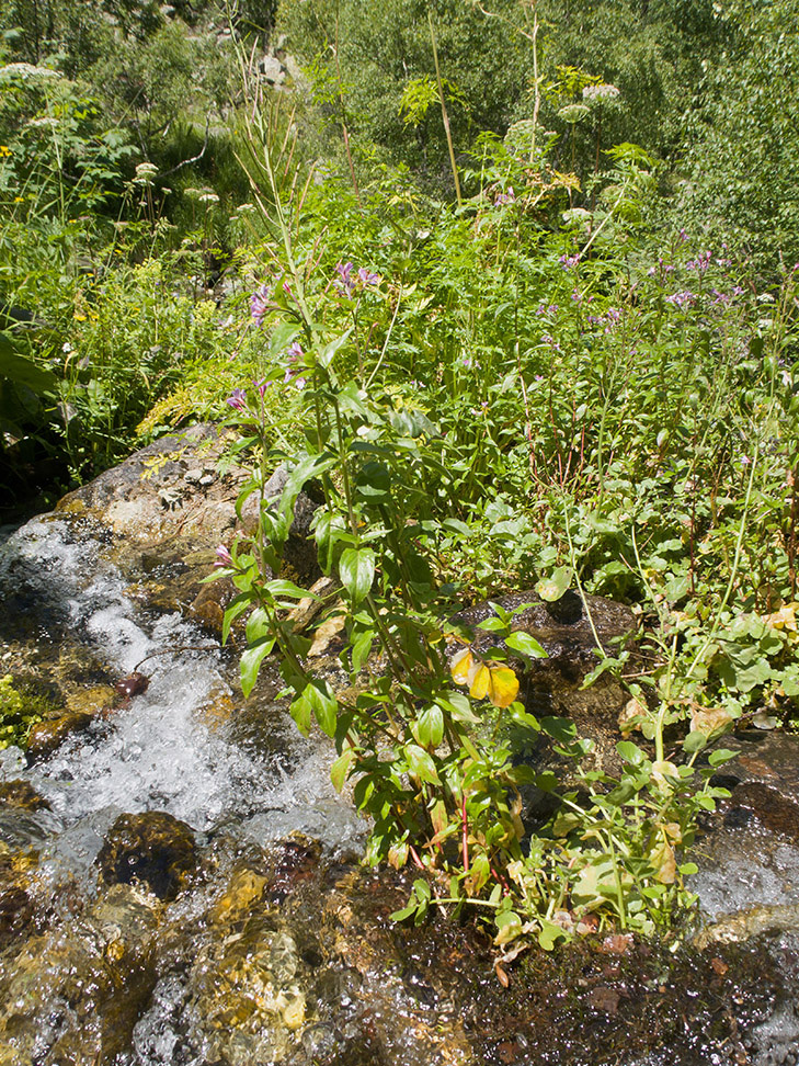 Изображение особи Epilobium anagallidifolium.