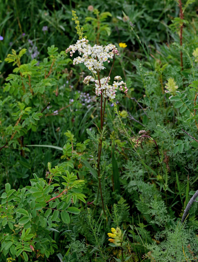 Image of Filipendula vulgaris specimen.