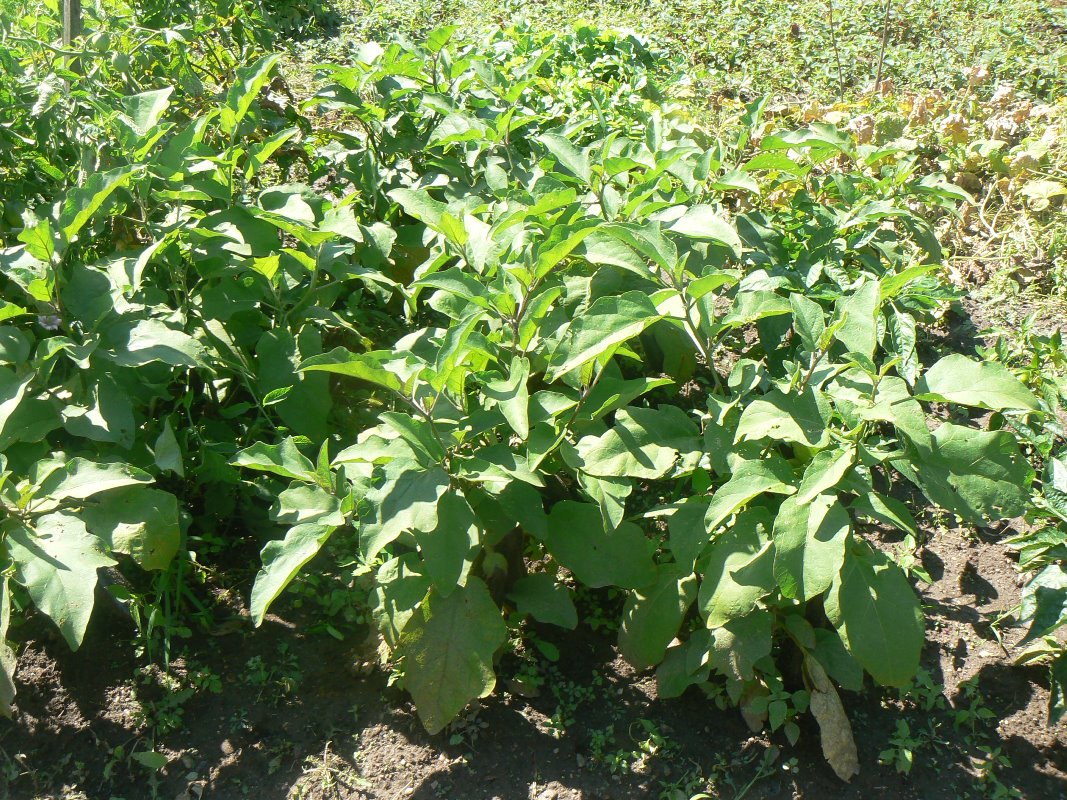 Image of Solanum melongena specimen.