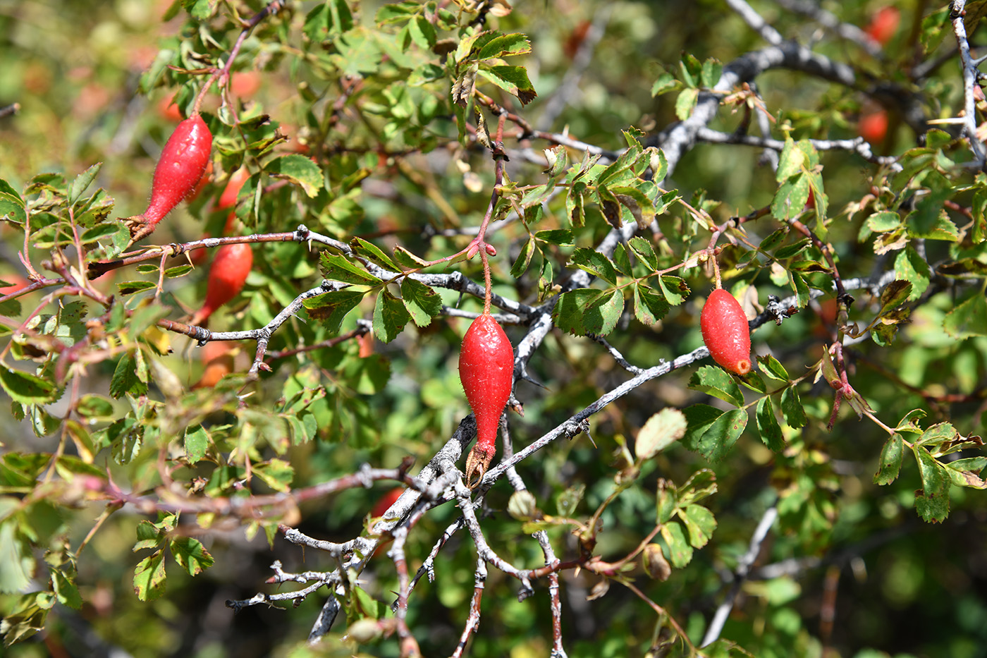 Image of Rosa alberti specimen.