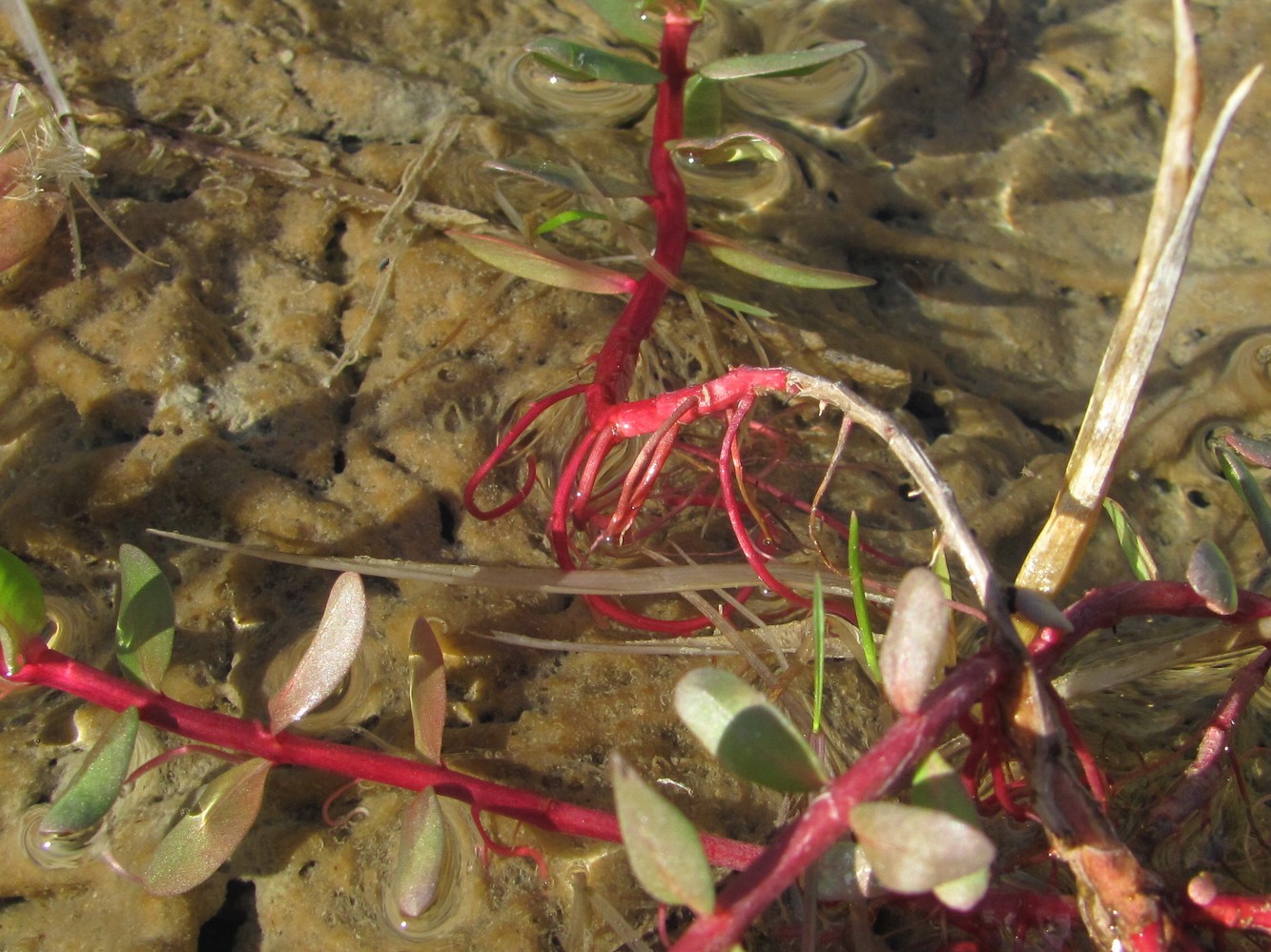 Image of Lythrum hyssopifolia specimen.
