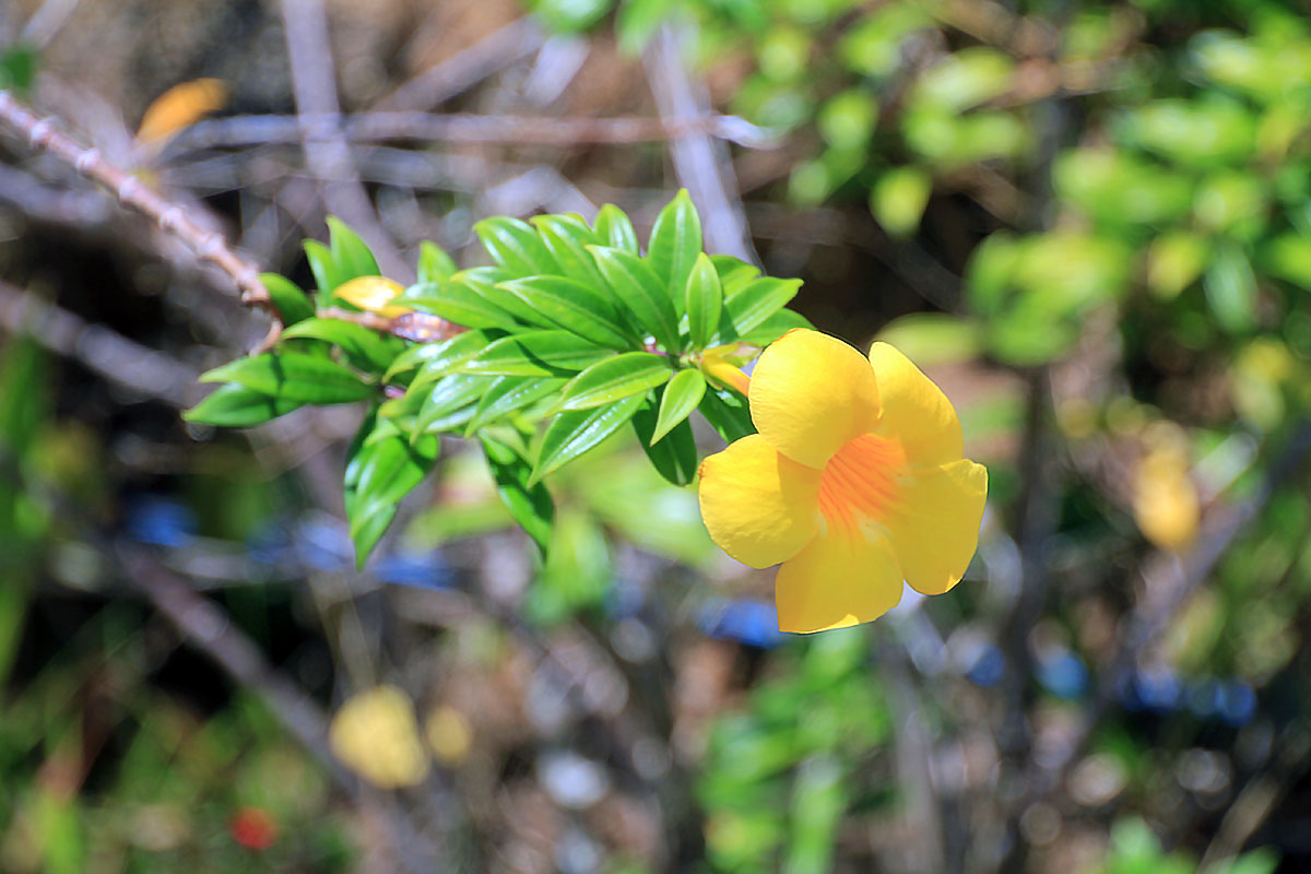 Image of Allamanda cathartica specimen.