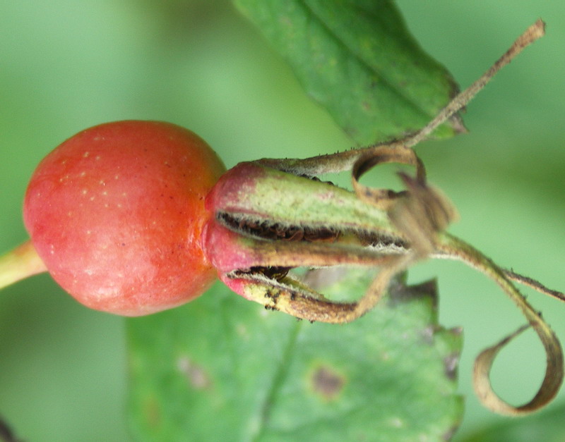 Image of Rosa acicularis specimen.