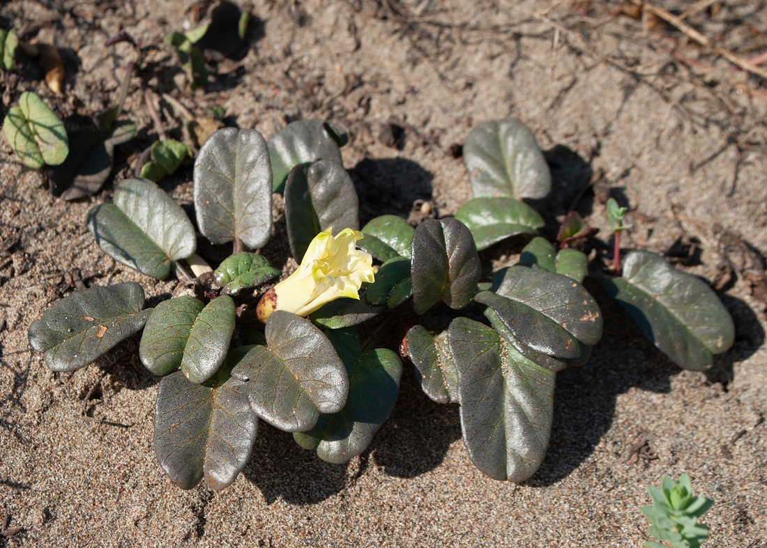 Image of Ipomoea imperati specimen.