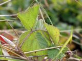 genus Rubus