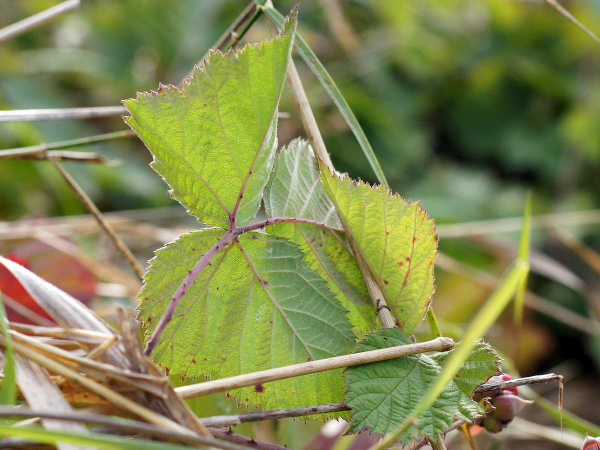 Изображение особи род Rubus.