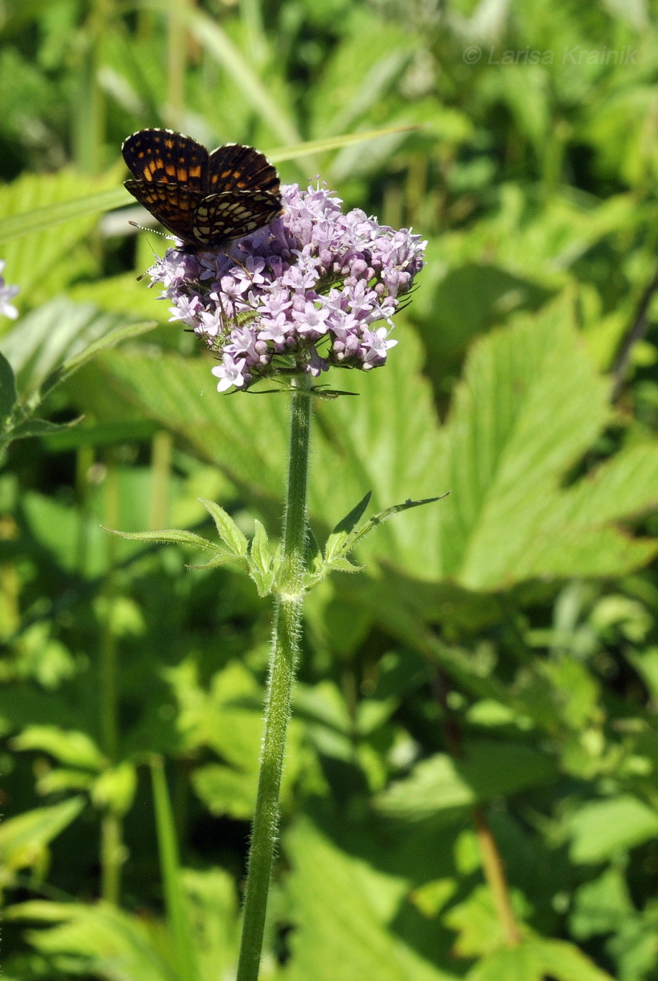 Изображение особи Valeriana amurensis.