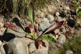 Plantago winteri